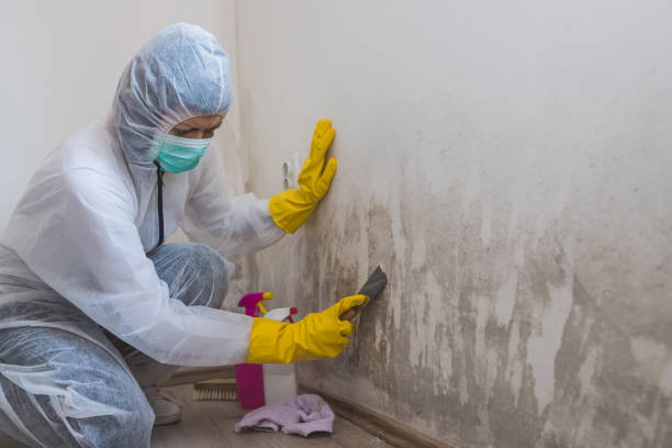 Best Bathroom Mold Remediation in Point Roberts, WA