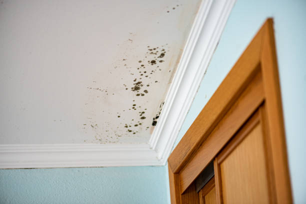 Best Industrial Mold Remediation in Point Roberts, WA