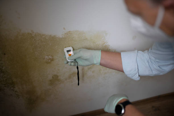 Professional Mold Remediation in Point Roberts, WA