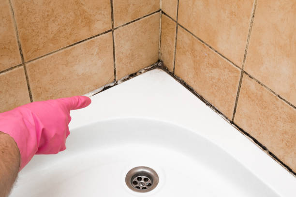 Best Basement Mold Remediation in Point Roberts, WA